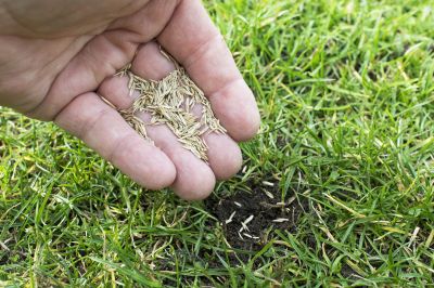 Lawn Seeding Service