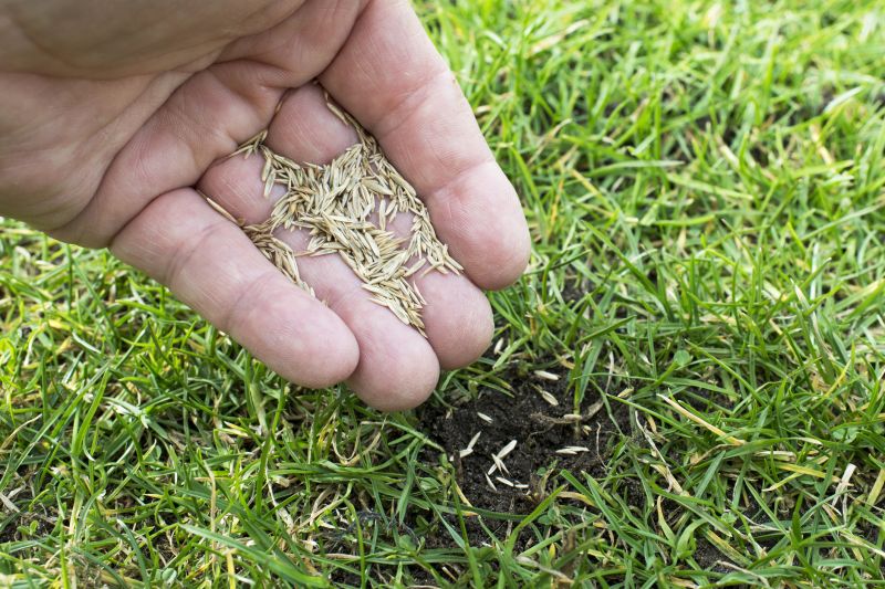 Lawn Seeding Service