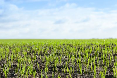 Lawn Seeding Service