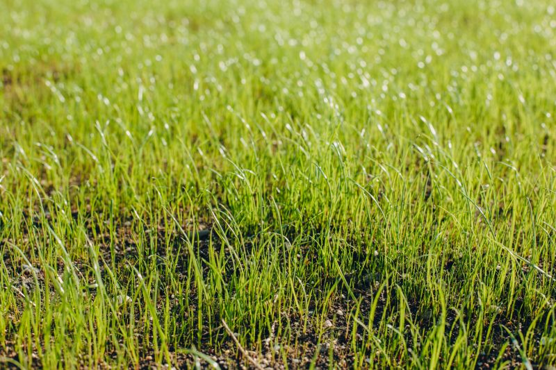 Fall Lawn Seeding in Ventura County, CA