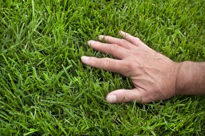 Lawn Moss Control in Ventura County, CA