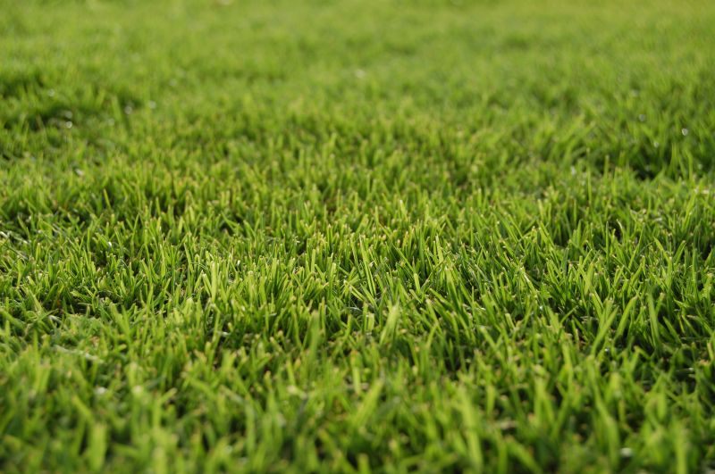 Lawn Replacement in Aiken, SC