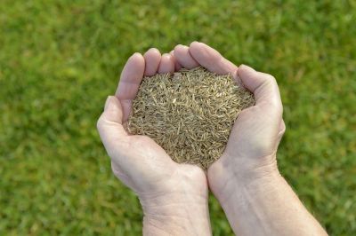 Lawn Seeding Service