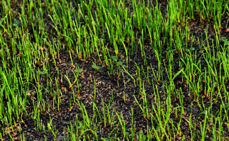 Freshly Seeded Lawn