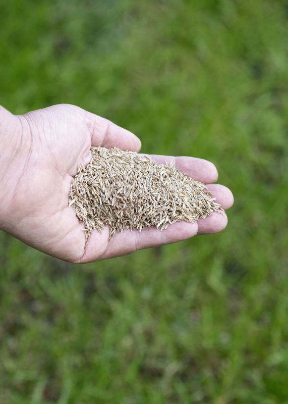 Residential Grass Seeding in Ventura County, CA