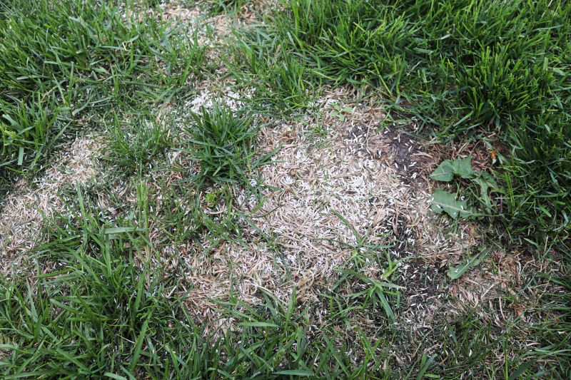Lawn Repair Projects