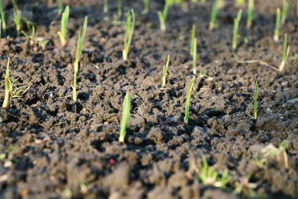 Springtime Grass Seeding